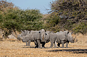 Eine Gruppe von vier Breitmaulnashörnern, Ceratotherium simum, steht in der Savanne. Kalahari, Botsuana