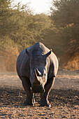A white rhinoceros, Ceratotherium simum, looking at the camera. Kalahari, Botswana