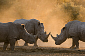 Three white rhinoceroses, Ceratotherium simum, in a cloud of dust at sunset. Kalahari, Botswana