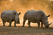 Two white rhinoceroses, Ceratotherium simum, walking in the dust at sunset. Kalahari, Botswana