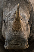 Close up portrait of a white rhinoceros, Ceratotherium simum, looking at the camera. Kalahari, Botswana