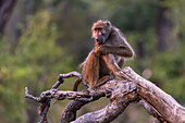 Ein Chacma-Pavian, Papio hamadryas ursinus, auf einem toten Baumast. Moremi-Wildreservat, Okavango-Delta, Botsuana