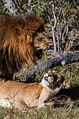 Löwen, Panthera leo, bei der Paarung. Moremi-Wildreservat, Okavango-Delta, Botsuana