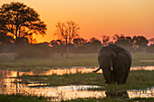 Ein afrikanischer Elefant, Loxodonta africana, spaziert bei Sonnenuntergang im Khwai-Fluss. Khwai-Konzessionsgebiet, Okavango-Delta, Botsuana