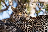 Porträt eines Leoparden, Panthera pardus, der sich auf einem Baum ausruht und in die Kamera schaut. Khwai-Konzession, Okavango-Delta, Botsuana