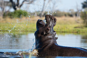 Flusspferd, Hippopotamus amphibius, Drohgebärde. Khwai-Konzession, Okavango-Delta, Botsuana