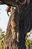 Ein Leopard, Panthera pardus, springt von einem Baum herunter. Savuti, Chobe-Nationalpark, Botsuana