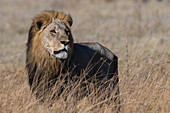 Porträt eines männlichen Löwen, Panthera leo. Savuti, Chobe-Nationalpark, Botsuana