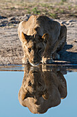 Ein subadulter Löwe, Panthera leo, trinkt am Wasserloch. Savuti, Chobe-Nationalpark, Botsuana