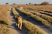 A close view of the lions, Panthera leo, from the Marsh Pride, walking in search of food. Savuti, Chobe National Park, Botswana