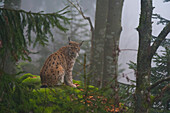 Ein Europäischer Luchs, Lynx lynx, sitzt auf einem moosbewachsenen Felsen in einem nebligen Wald. Nationalpark Bayerischer Wald, Bayern, Deutschland.