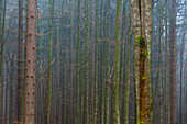 Ein nebliger Wald mit bemoosten Baumstämmen. Nationalpark Bayerischer Wald, Bayern, Deutschland.