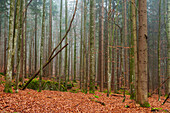 Ein nebliger Bayerischer Wald im Herbst. Nationalpark Bayerischer Wald, Bayern, Deutschland.