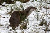 A European otter, Lutra lutra, walking in the snow. Bayerischer Wald National Park has a 200ha area with huge wildlife enclosures with some shy animals like wolf and lynx difficult to find in the wild.
