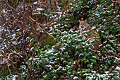 Ein Europäischer Luchs, Lynx linx, versteckt sich im Wald. Der Nationalpark Bayerischer Wald umfasst ein 200 ha großes Gebiet mit riesigen Wildtiergehegen, in denen einige scheue Tiere wie Wölfe und Luchse leben, die in freier Wildbahn nur schwer zu finden sind.