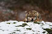 Ein grauer Wolf, Canis lupus, schläft auf einem schneebedeckten, moosbewachsenen Felsblock. Nationalpark Bayerischer Wald, Bayern, Deutschland.