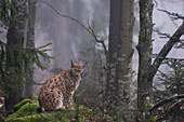 A European lynx, Lynx lynx, sitting on a mossy boulder in a foggy forest. Bayerischer Wald National Park, Bavaria, Germany.