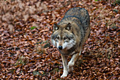 Ein grauer Wolf, Canis lupus, läuft durch gefallenes Herbstlaub. Nationalpark Bayerischer Wald, Bayern, Deutschland.