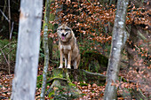 Ein hechelnder grauer Wolf, Canis lupus, steht auf einem moosbewachsenen Baumstumpf. Nationalpark Bayerischer Wald, Bayern, Deutschland.