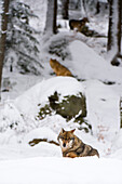 Drei graue Wölfe, Canis lupus, im Nationalpark Bayerischer Wald. Deutschland.