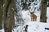 A European lynx, Lynx linx, standing on a rock in Bavarian Forest National Park. Germany.