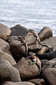 Meeresleguane, Amblyrhynchus cristatus, ruhen sich auf Felsen aus. Insel Espanola, Galapagos, Ecuador