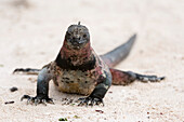 A marine iguana, Amblyrhynchus cristatus, on a sandy beach. Espanola Island, Galapagos, Ecuador