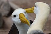 A couple of waved albatrosses, Diomedea irrorata. Espanola Island, Galapagos, Ecuador