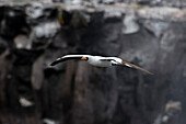 A Nazca booby, Sula dactylatra granti, known also as masked booby, in flight. Espanola Island, Galapagos, Ecuador
