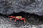 Portrait oa a Sally lightfoot crab, Grapsus grapsus. Floreana Island, Galapagos, Ecuador