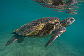 Pazifische Grüne Meeresschildkröte, Chelonia mydas agassizi. Floreana-Insel, Galapagos, Ecuador