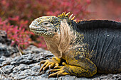 Portrait of a land iguana, Conolophus subcristatus. South Plaza Island, Galapagos, Ecuador