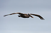 A brown pelican, Pelecanus occidentalis, in flight. South Plaza Island, Galapagos, Ecuador