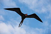 Ein großer Fregattvogel, Fregata minor ridgwayi, im Flug. Südliche Plaza-Insel, Galapagos, Ecuador
