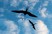 Große Fregattvögel, Fregata minor ridgwayi, fliegen gegen einen blauen Himmel. Südliche Plaza-Insel, Galapagos, Ecuador