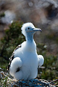 A magnificent frigate bird chick, Fregata magnificens. North Seymour island, Galapagos, Ecuador