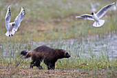 A running wolverine, Gulo gulo, followed by two black-headed gulls, Larus ridibundus. Kuhmo, Oulu, Finland.