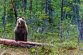 Ein europäischer Braunbär, Ursus arctos arctos, steht auf einem toten Baumstamm. Kuhmo, Oulu, Finnland.