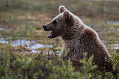 A juvenile European brown bear, Ursus arctos arctos, behind a bush. Kuhmo, Oulu, Finland.
