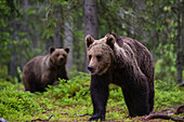 Zwei europäische Braunbären, Ursus arctos arctos, beim Spaziergang im Wald. Kuhmo, Oulu, Finnland.