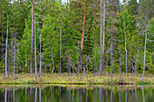Eine malerische Aussicht auf Bäume an einem Seeufer. Kuhmo, Oulu, Finnland.