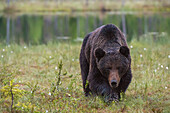 Ein europäischer Braunbär, Ursus arctos, Kuhmo, Finnland. Finnland.