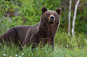 Porträt eines europäischen Braunbären, Ursus arctos, Kuhmo, Finnland. Finnland.