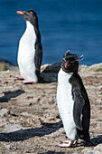 Two rockhopper penguins, Eudyptes chrysocome. Pebble Island, Falkland Islands