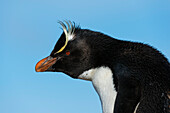 Close up portrait of a rockhopper penguin, Eudyptes chrysocome. Pebble Island, Falkland Islands