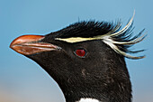 Close up portrait of a rockhopper penguin, Eudyptes chrysocome. Pebble Island, Falkland Islands