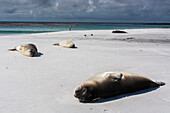 Young southern elephant seals, Mirounga leonina, resting on a beach Sea Lion Island, Falkland Islands