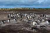 A Gentoo penguin colony, Pygoscelis papua. Sea Lion Island, Falkland Islands