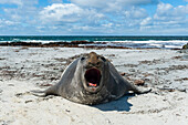 A southern elephant seal, Mirounga leonina, barking. Sea Lion Island, Falkland Islands