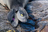A flipper tags attached to southern elephant seal, Mirounga leonina. Sea Lion Island, Falkland Islands